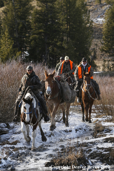 ELk hunter with pack string