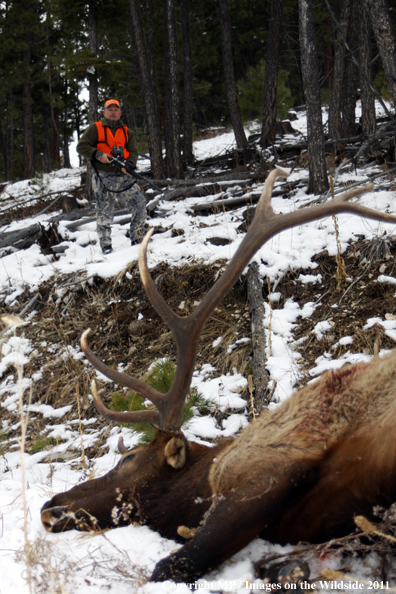 Big game hunter approaching downed elk.