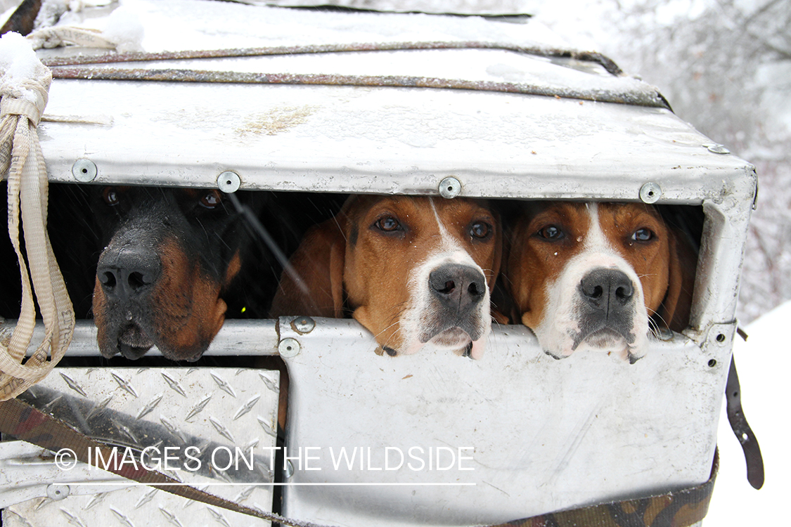 Mountain lion hunting dogs in trailer.