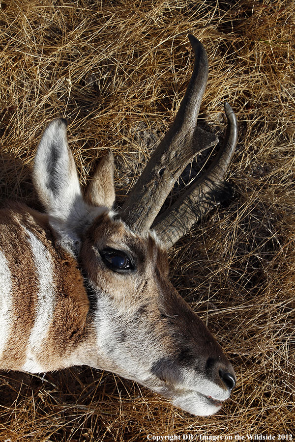 Close-up of downed pronghorned buck.