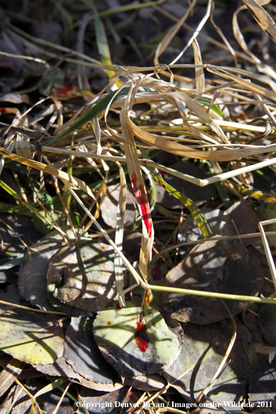 Blood of big game animal in grass.