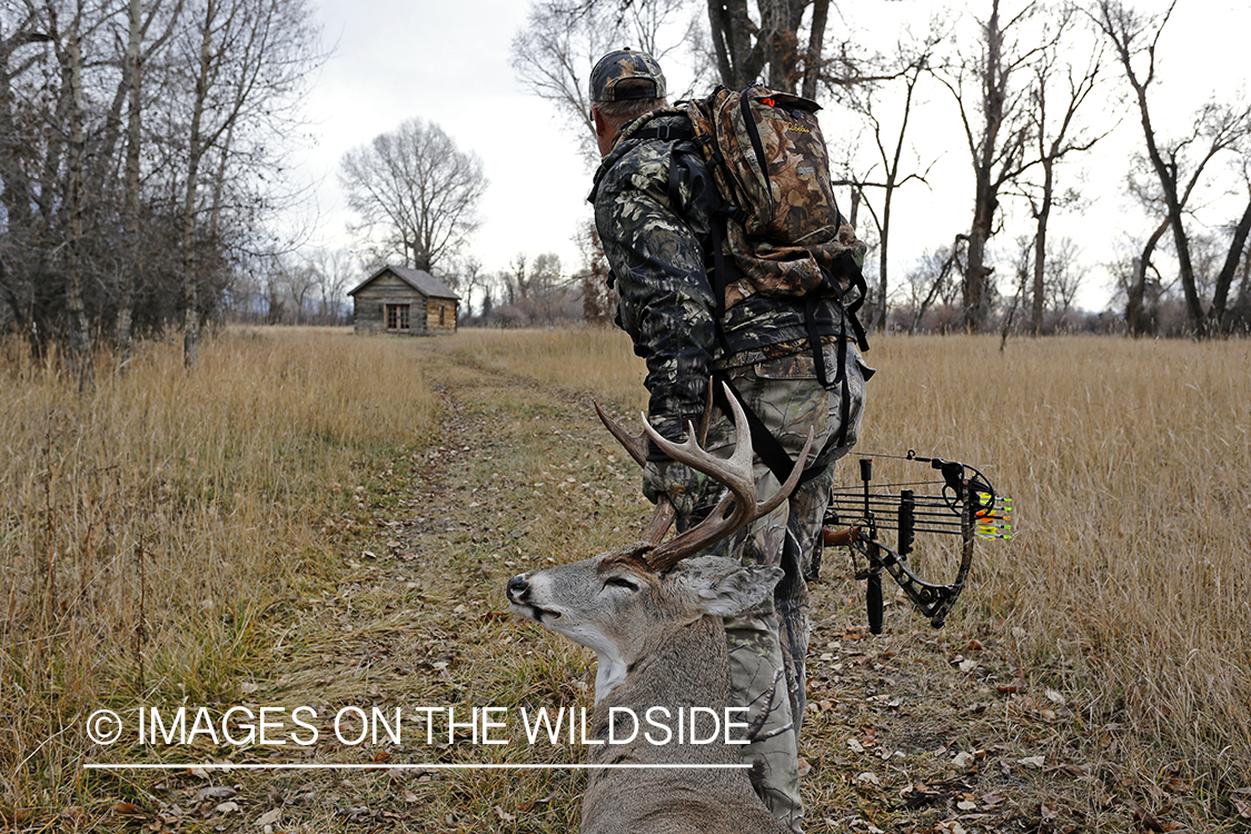 Bowhunter dragging bagged white-tailed buck.
