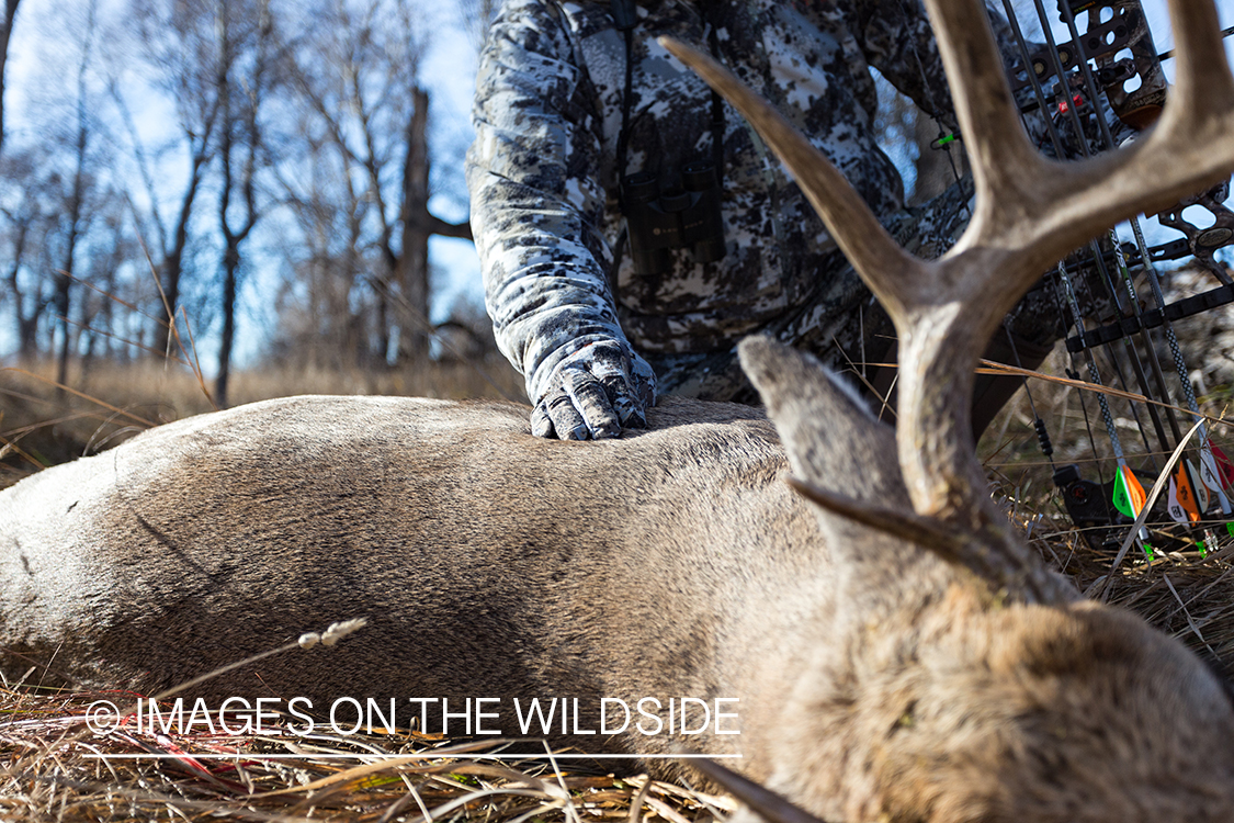 Bow hunter with downed white-tailed deer.