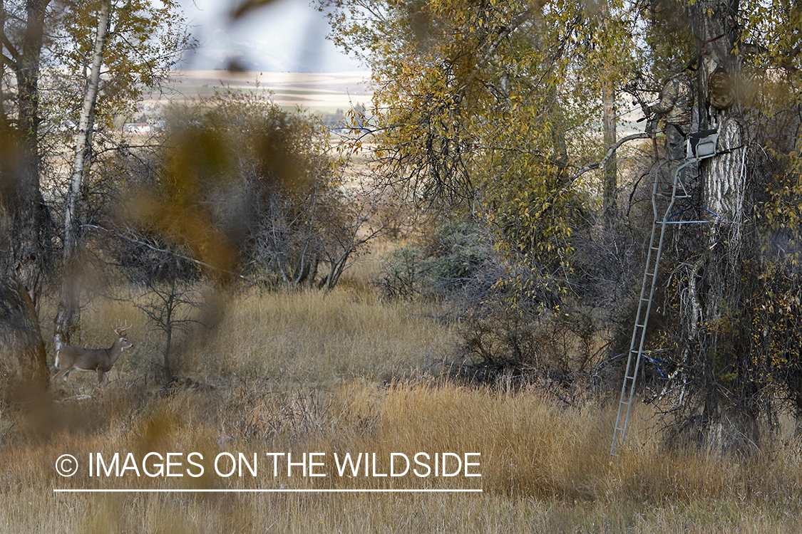 White-tailed deer nearing hunter in tree stand.