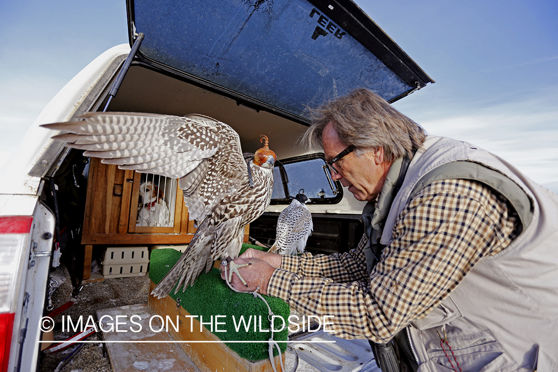 Falconer loading gyr falcons in truck.