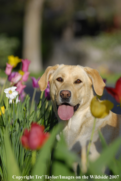 Yellow Labrador Retriever