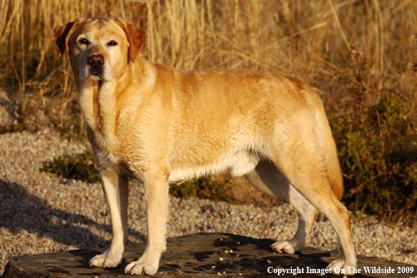 Yellow Labrador Retriever