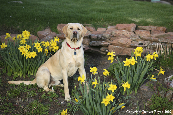 Yellow Labrador Retriever in yard