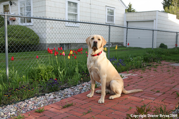 Yellow Labrador Retriever by flowers