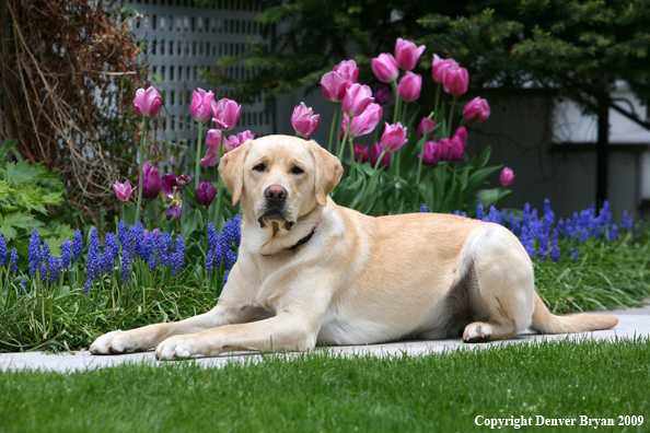 Yellow Labrador Retriever by flowers