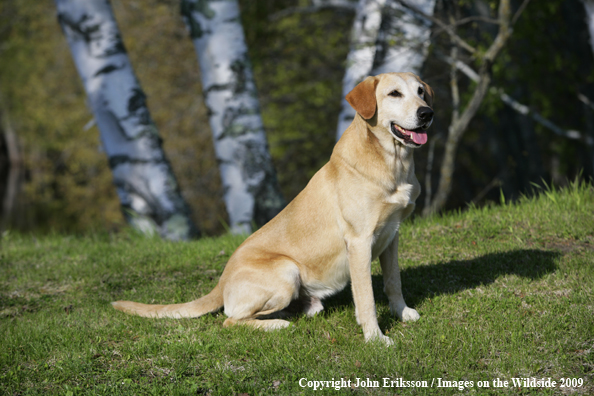 Yellow Labrador Retriever in field