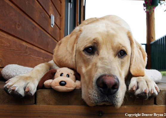 Yellow Labrador Retriever on deck with stuffed toy