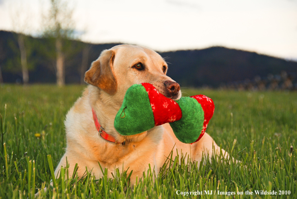 Yellow Labrador Retriever
