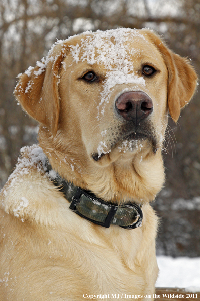 Yellow Labrador Retriever in winter. 
