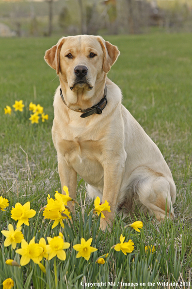 Yellow Labrador Retriever.
