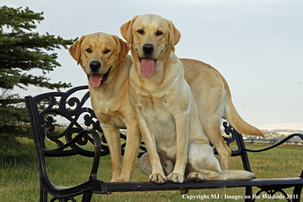 Yellow Labrador Retrievers.