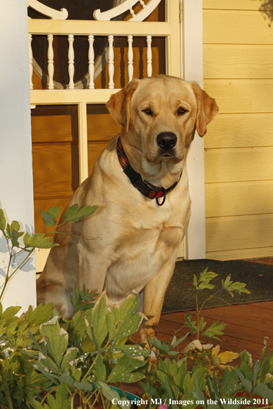 Yellow Labrador Retriever.