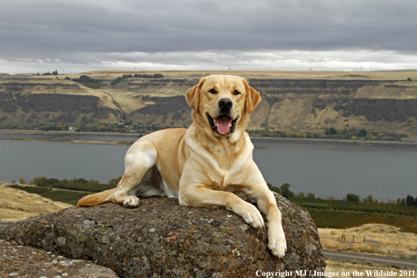 Yellow Labrador Retriever.