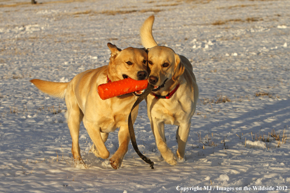 Yellow Labs playing. 