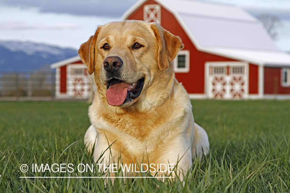 Yellow Labrador Retriever