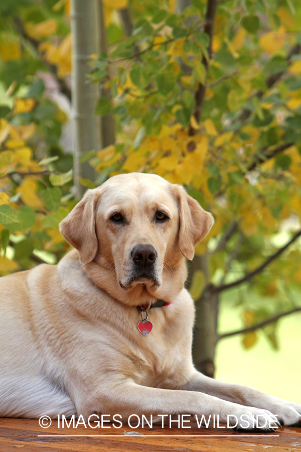 Yellow Labrador Retriever 