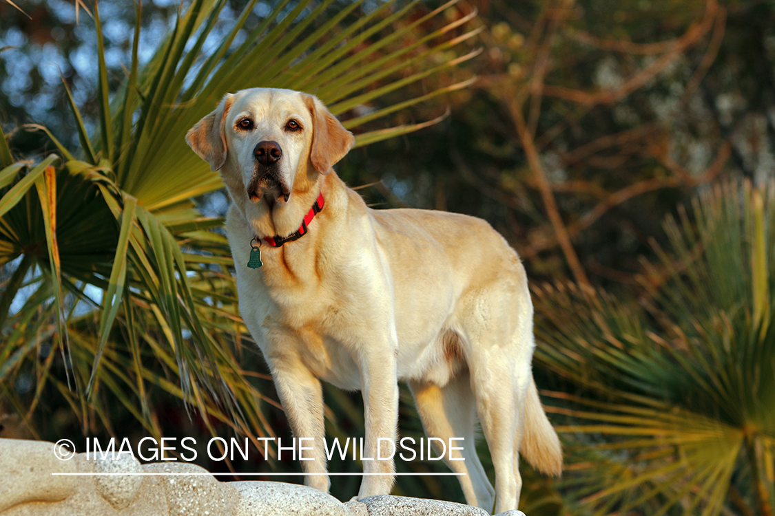 Yellow Lab in Mexico.