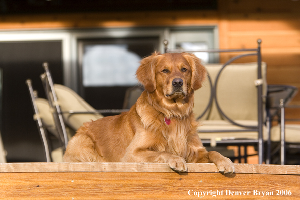 Golden Retriever sitting on deck