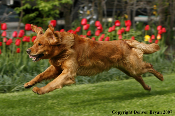 Golden Retriever running