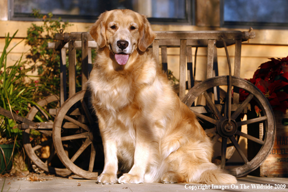 Golden Retriever