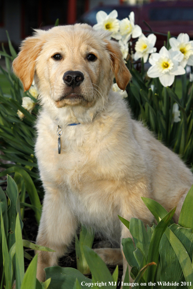 Golden Retriever Puppy.