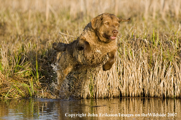 Chesapeake Bay Retriever