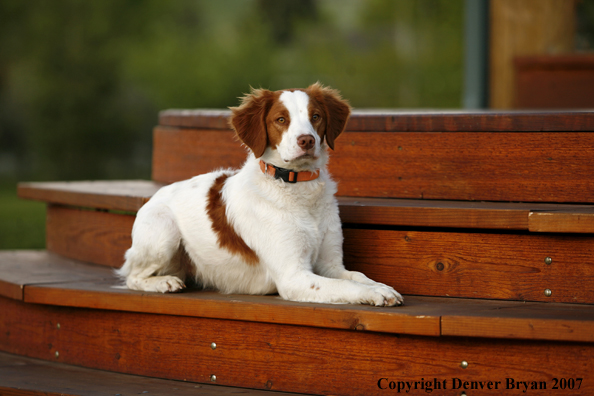 Brittany Spaniel