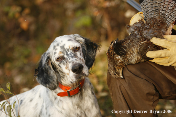  English Setter with bagged grouse and gun in woods