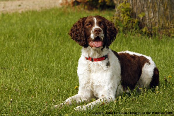 English Springer Spaniel