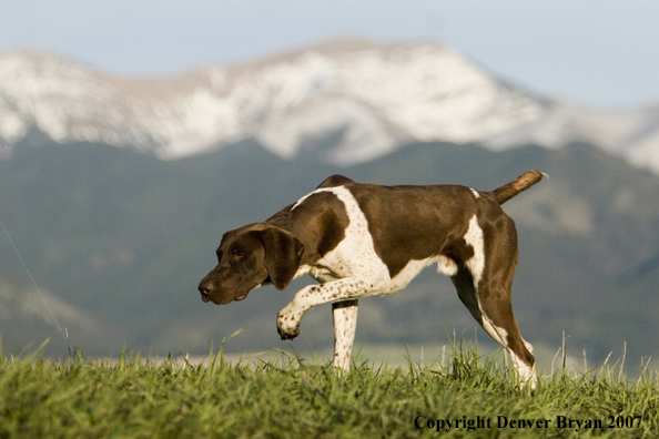 German Shorthaired Pointer