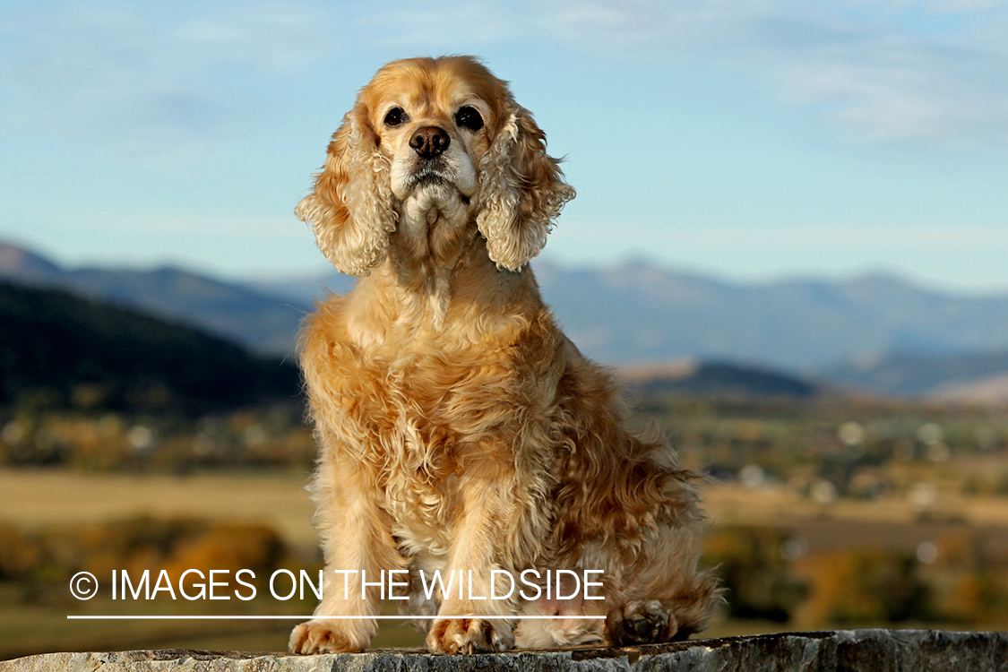 Cocker Spaniel on large rock.