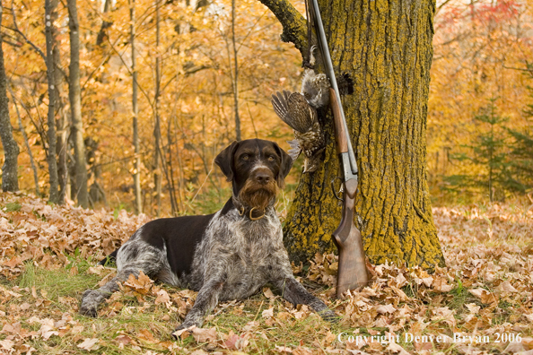 Drahthaar with bagged grouse and gun in woods
