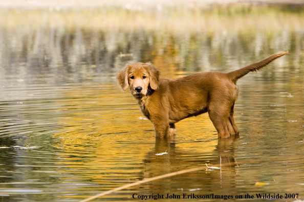 Golden Retriever puppy