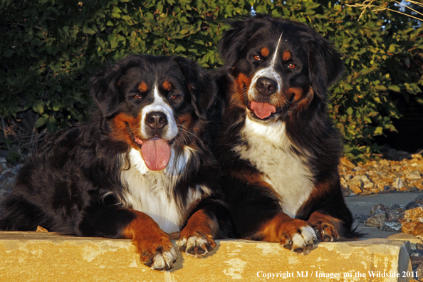 Bernese Mountain Dogs.