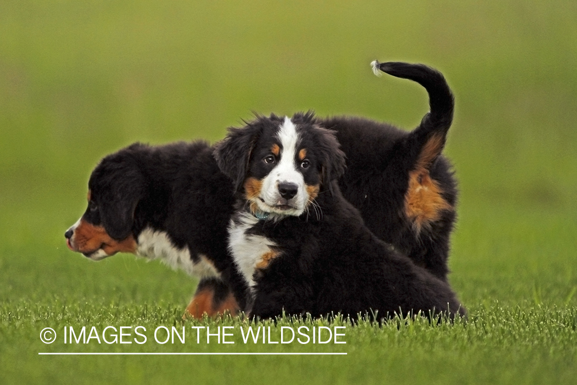 Bernese Mountain Dog Puppies