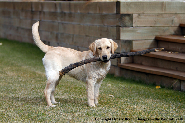 Yellow Labrador Retriever Puppy with stick