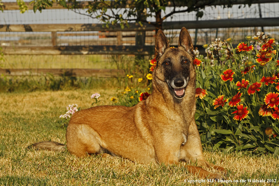 Malinois in yard.