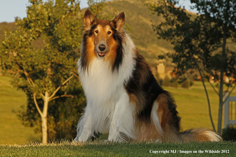 Collie in yard.