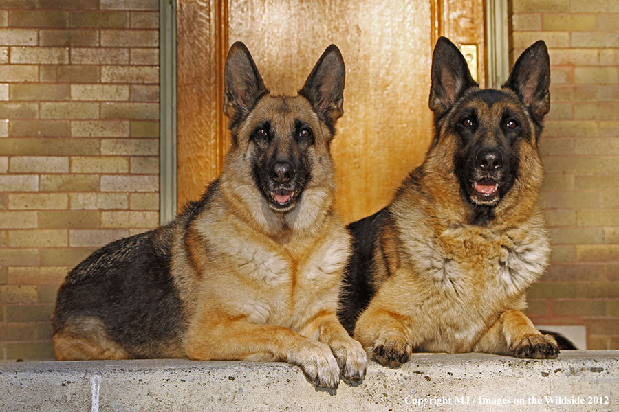 German Shepherds