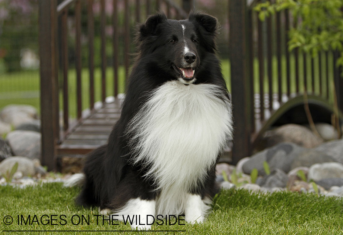 Sheltie in field. 