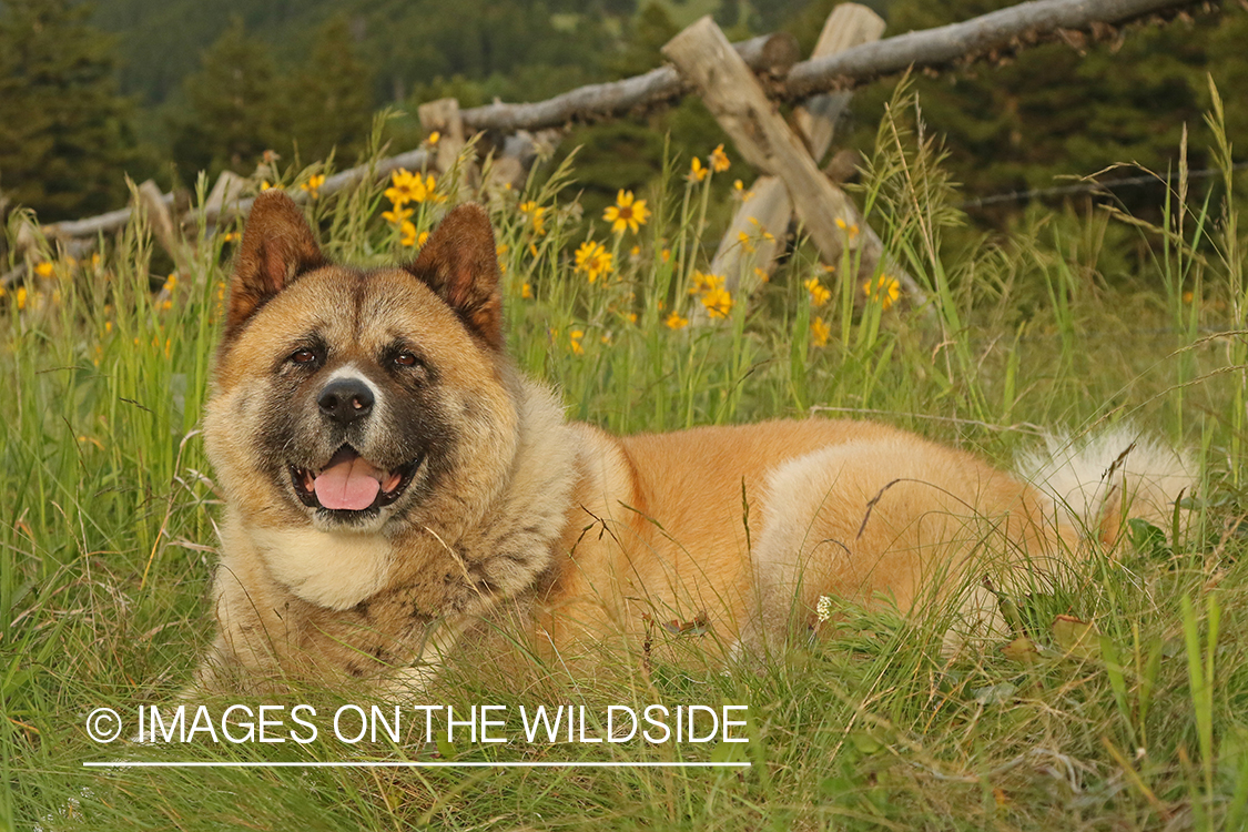 Akita dog in grass by wood fence.
