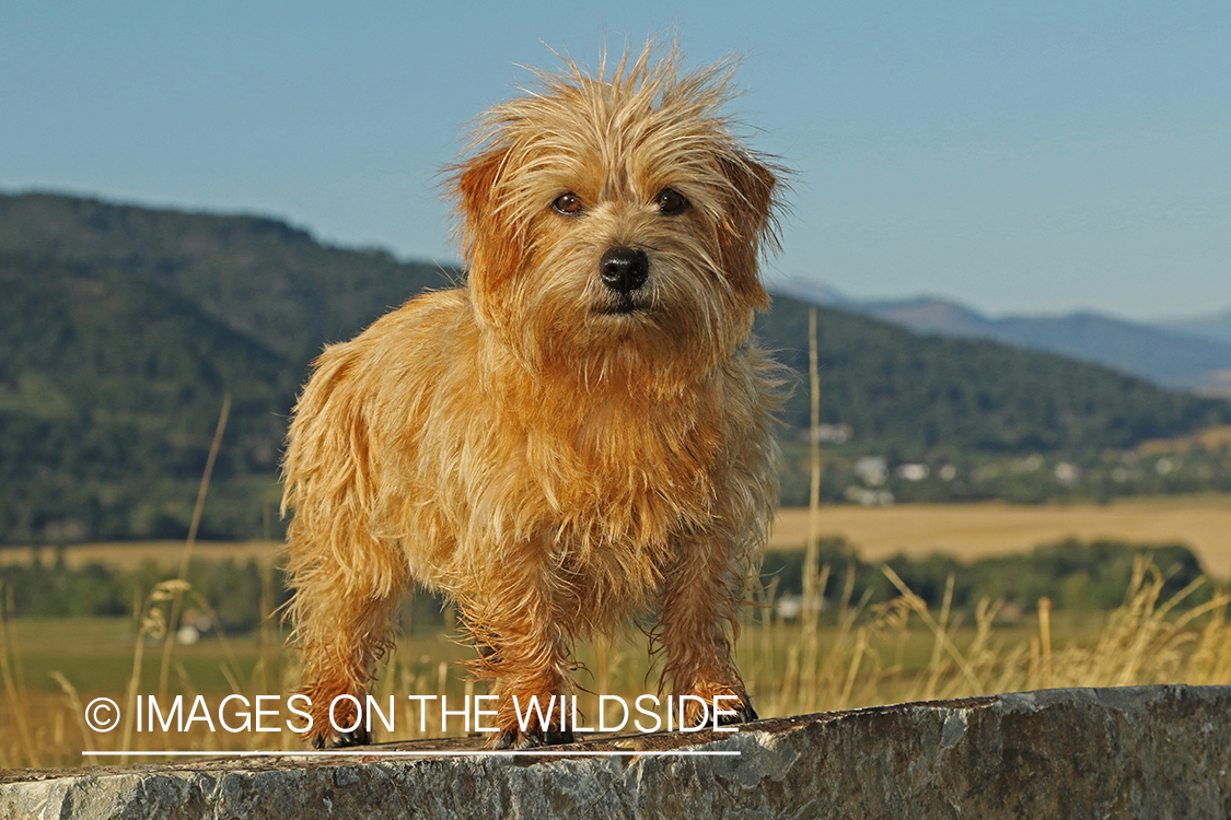 Norfolk Terrier on rock.