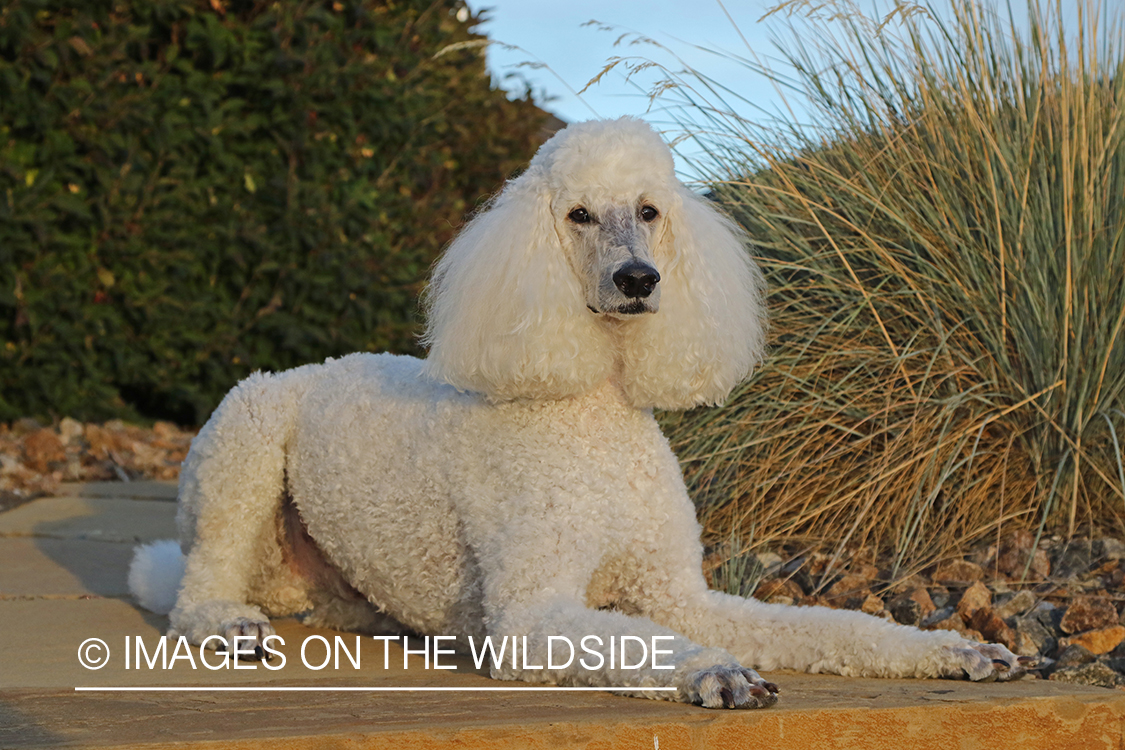Standard Poodle on rock.