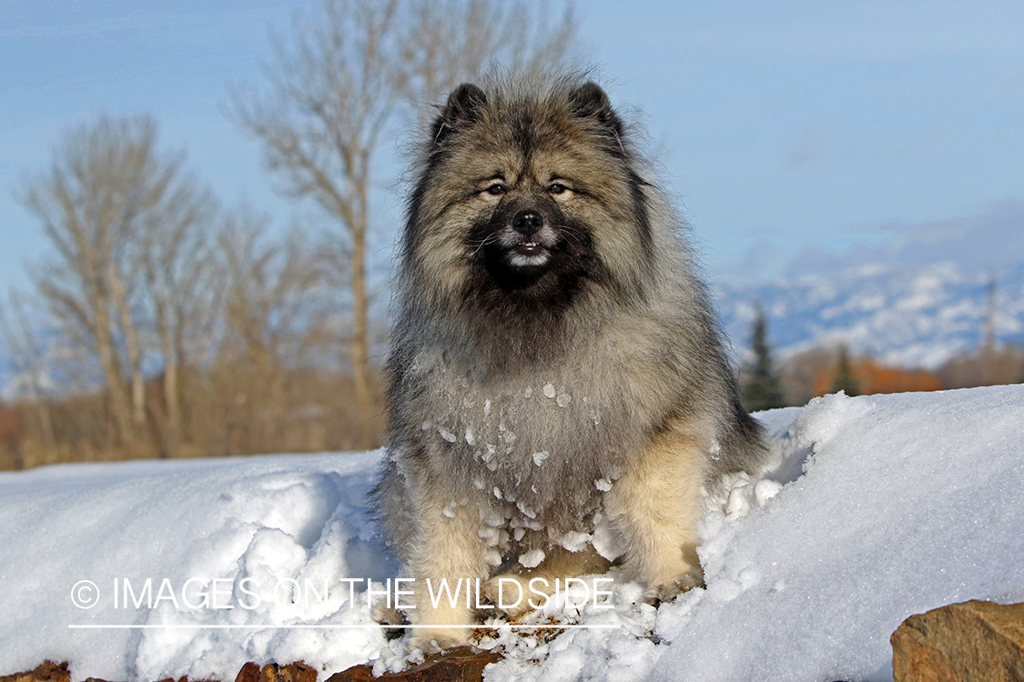 Keeshond in snow.