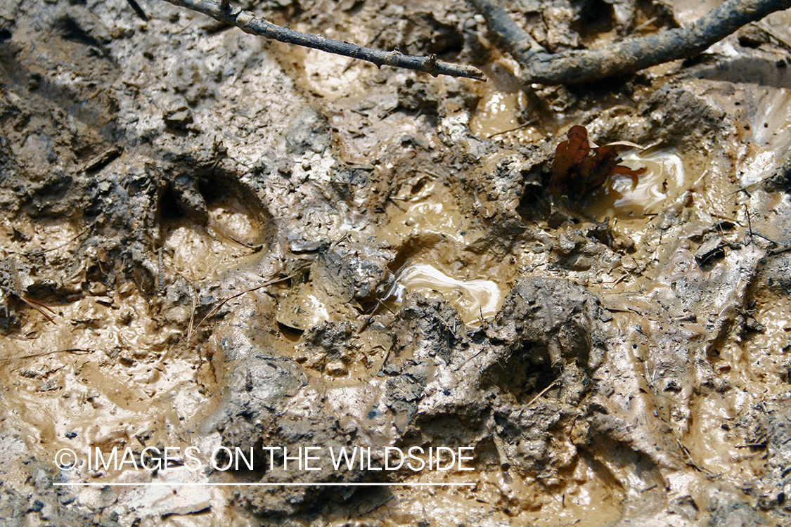 Feral hog tracks in mud.